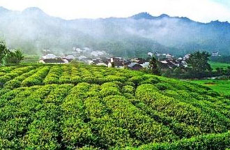 9月2日，財(cái)政部、稅務(wù)總局發(fā)布了關(guān)于繼續(xù)執(zhí)行邊銷茶增值稅政策的公告